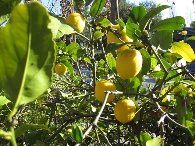 Executive Home nr Stanford Hospital & Sand Hill Rd