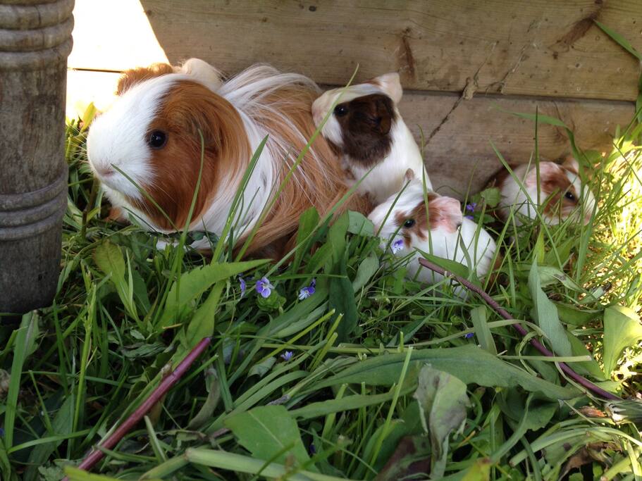 Visit our Guinea pig garden