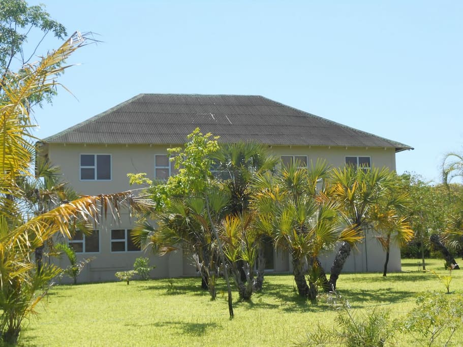 Ilala palms in front of main entrance
