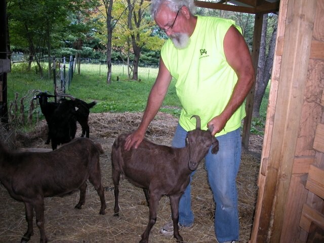 A person interacts gently with a brown goat in a barn setting. Several goats are visible in the background, among straw-covered ground and wooden barn walls. The surrounding area includes lush greenery, hinting at the open outdoor space beyond.