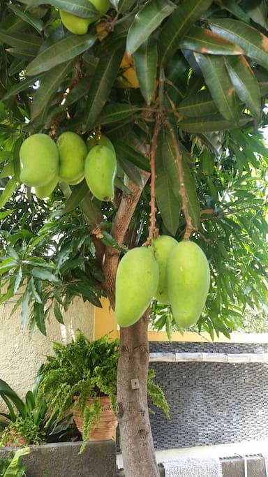mangoes