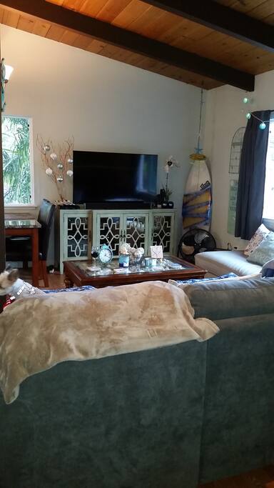 Cozy living area with sofa bed and side couch, dog not included.