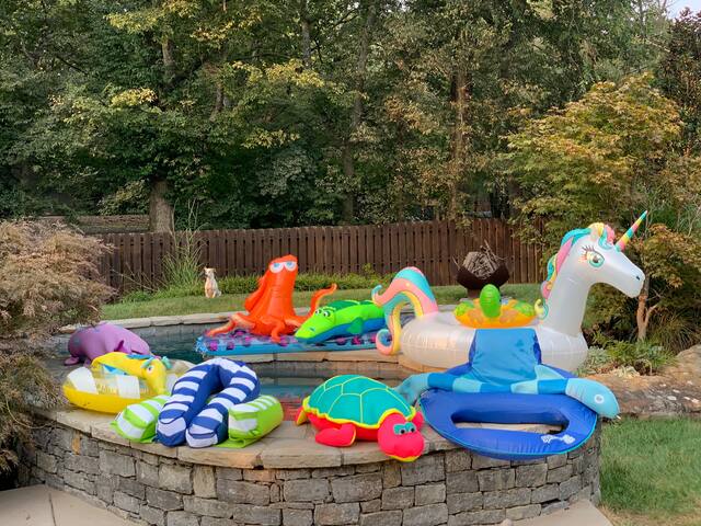 Close,private,pool,pets and kids! gallery image 4