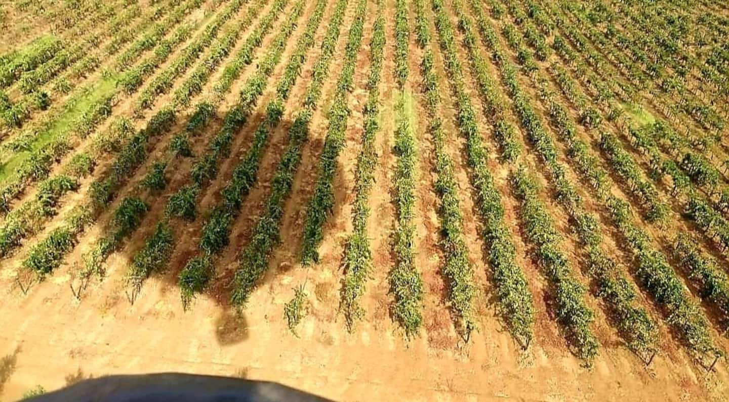 Rows of vines from above