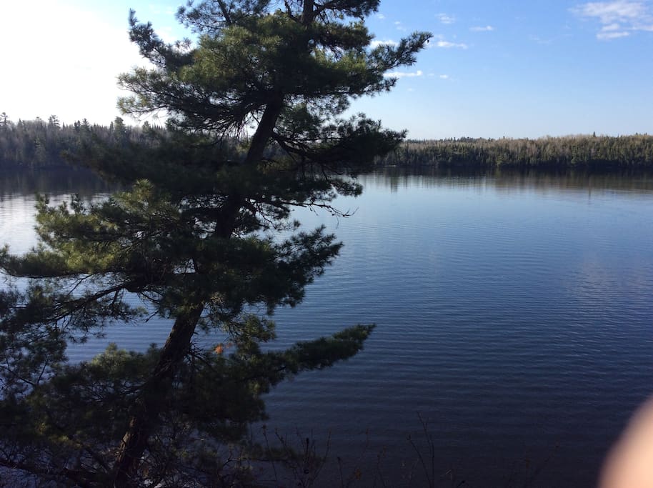 View beyond the firepit - a typical white pine!