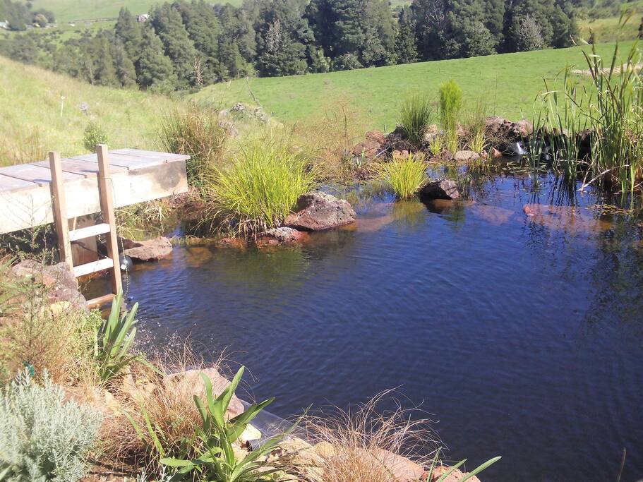 Our natural swimming pond