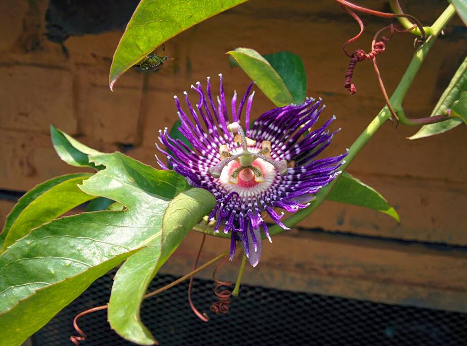 Passion fruit flower in the garden