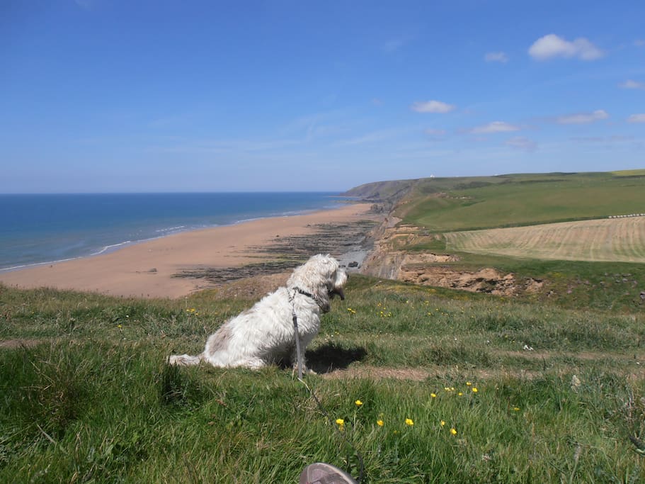 A dog's view! Well behaved-dogs and their owners welcome
