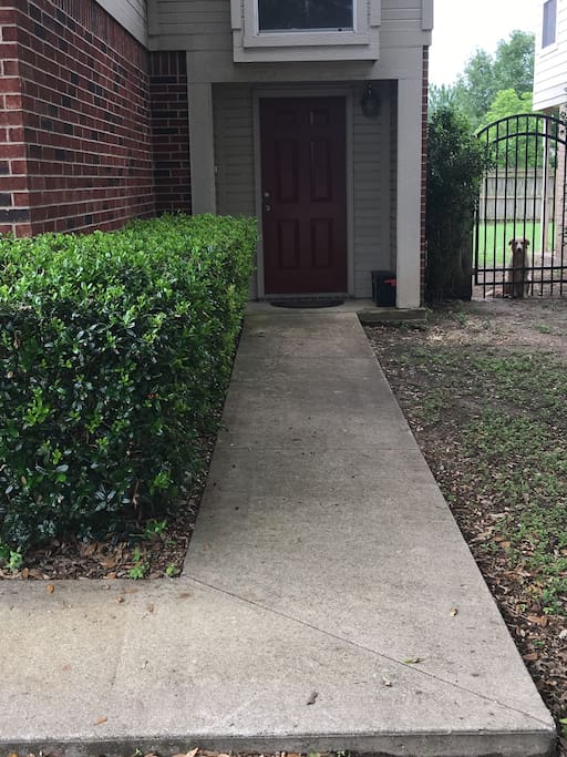 Walkway into home with sweet Golden next door ready to be petted.