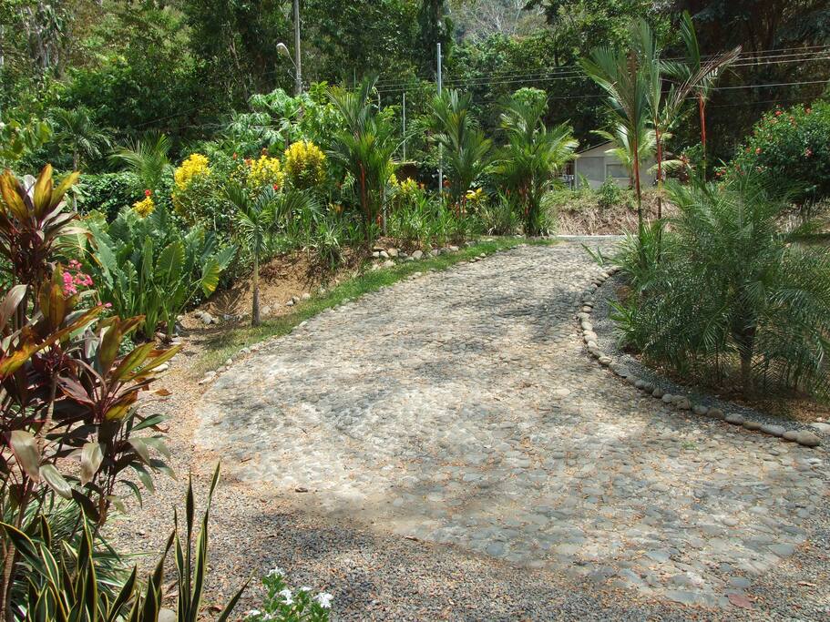 Part of the front yard view. The driveway is made of stone built by an amazing 80 year old local Tico man.