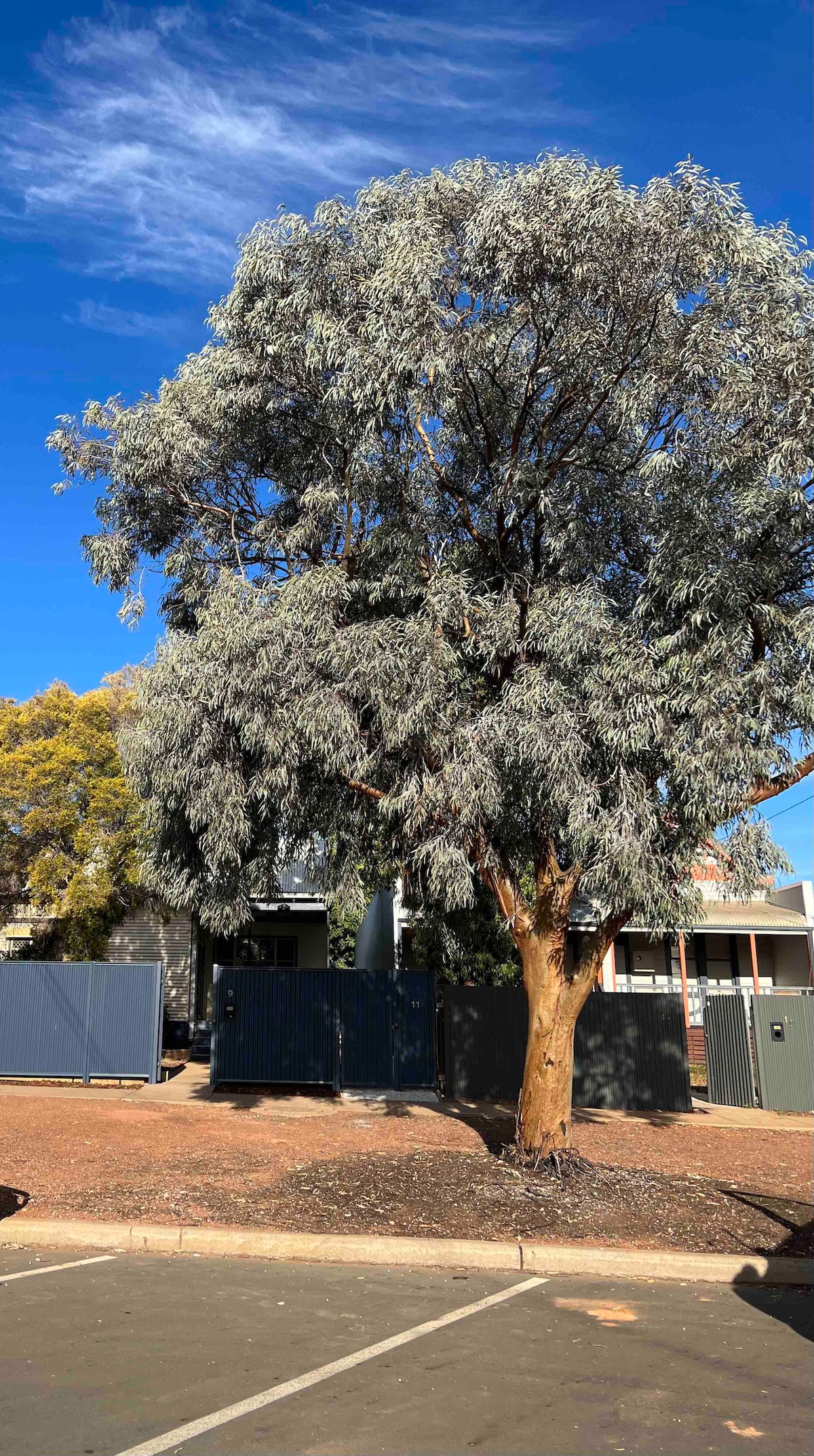 A large eucalyptus tree with silvery leaves stands prominently in the foreground, showcasing its broad canopy against a clear blue sky. In the background, residential buildings and storage units are visible, framed by a gravel area that includes a parking space.