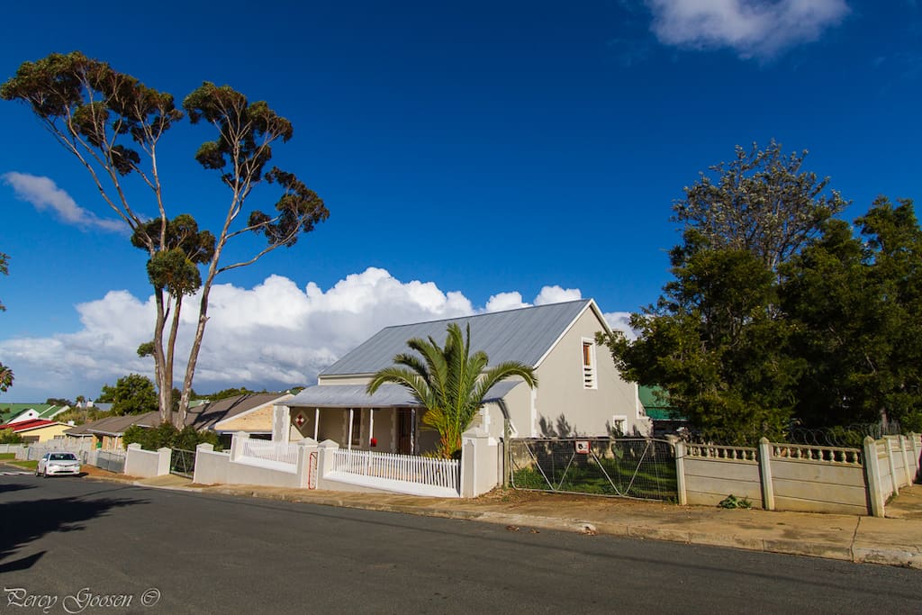The tallest Bloekom tree in Bredasdorp