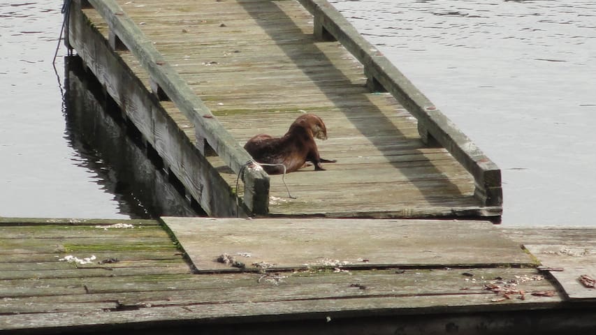 Oysterbay waterfront cabin.