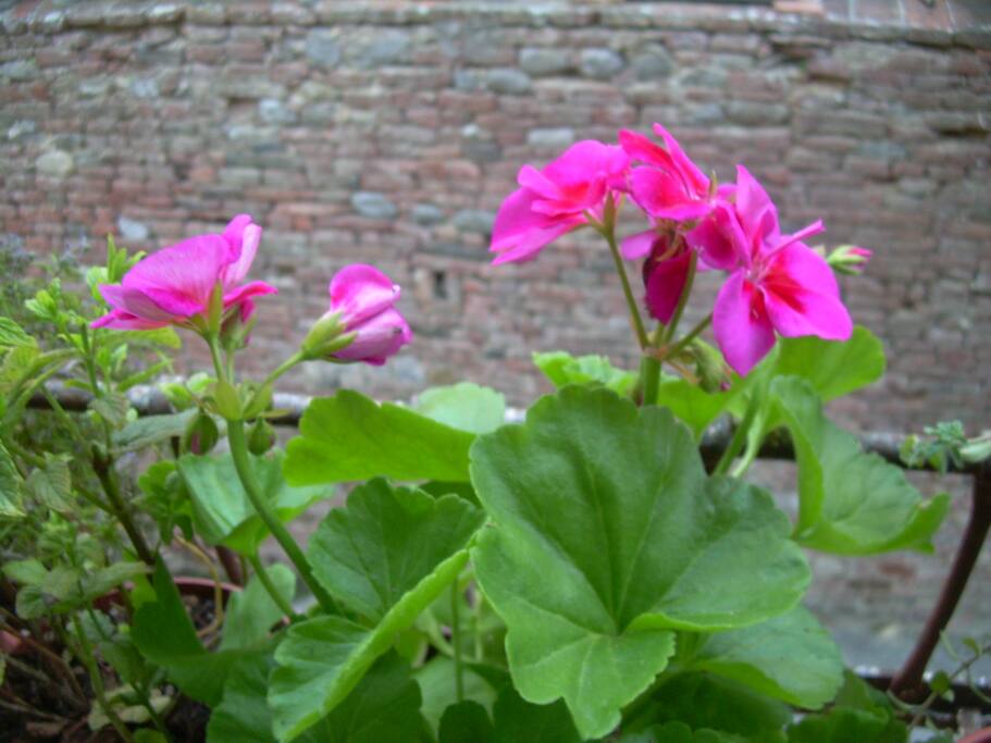 Fiori sul vicolo.
Flowers in the alley