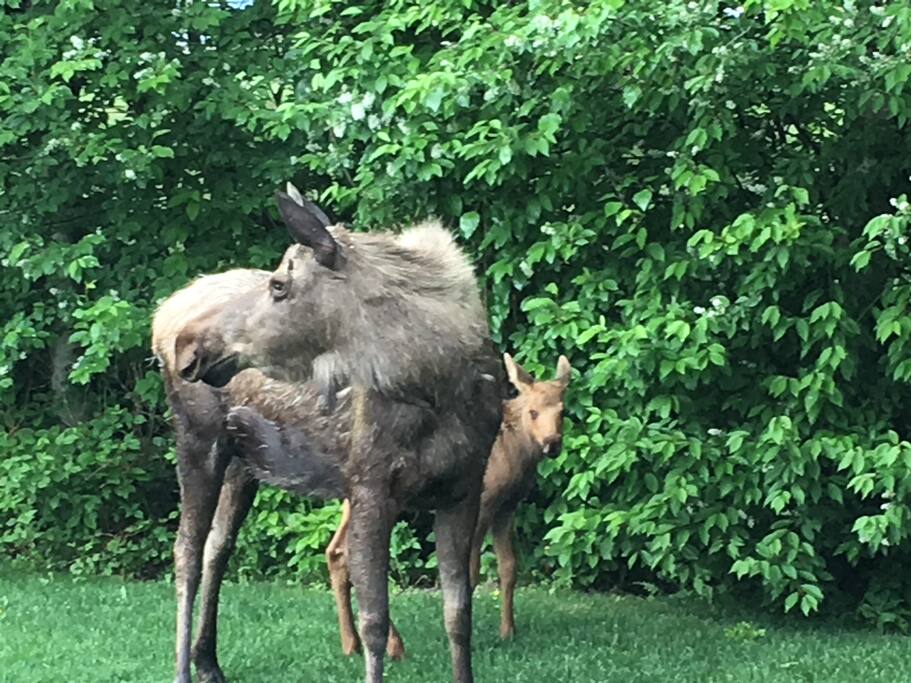 Moose cow & calf in our yard