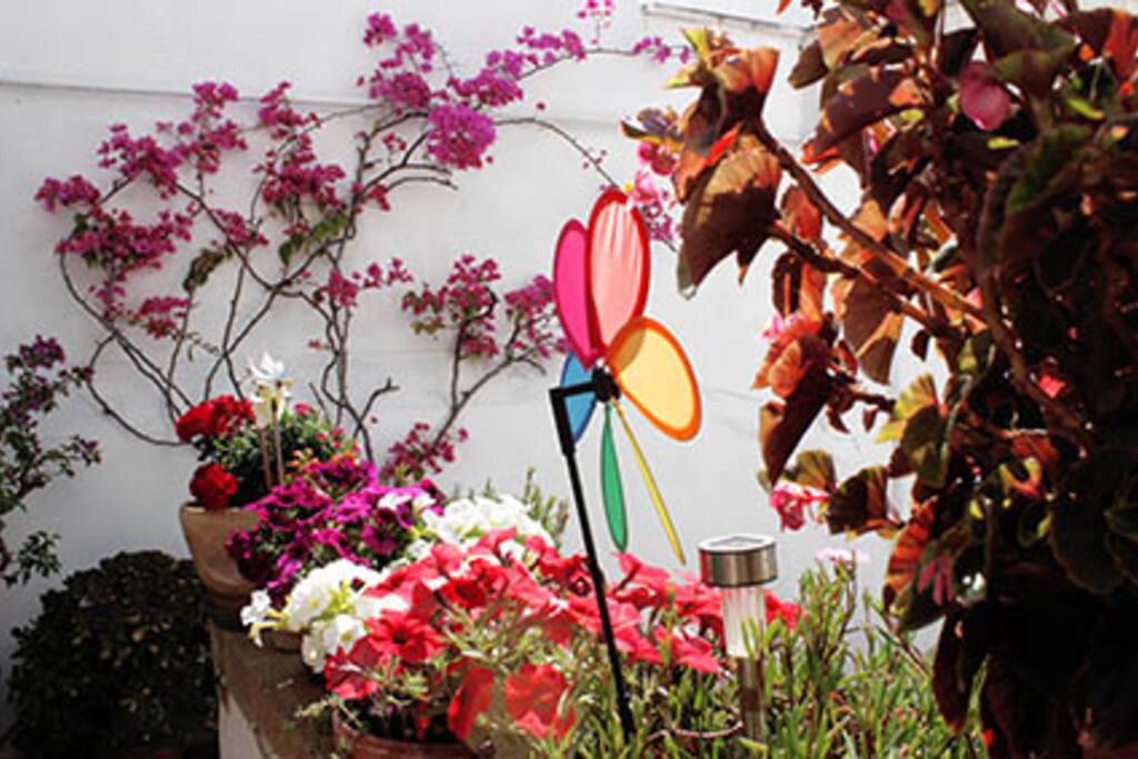 Fiori sul terrazzo in comune/Flowers in common roof