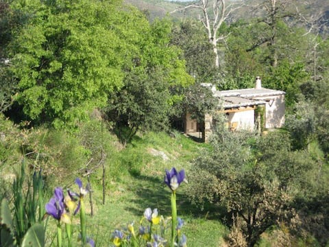 House with garden and terrace