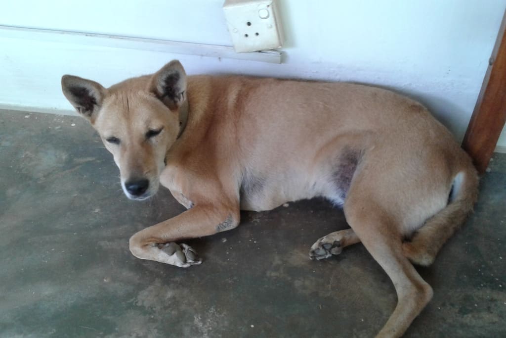 meet your other host, Chocky the sleepy dog