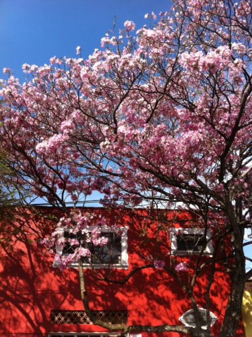 Welcome to Cuernavaca, a blooming city near Mexico City