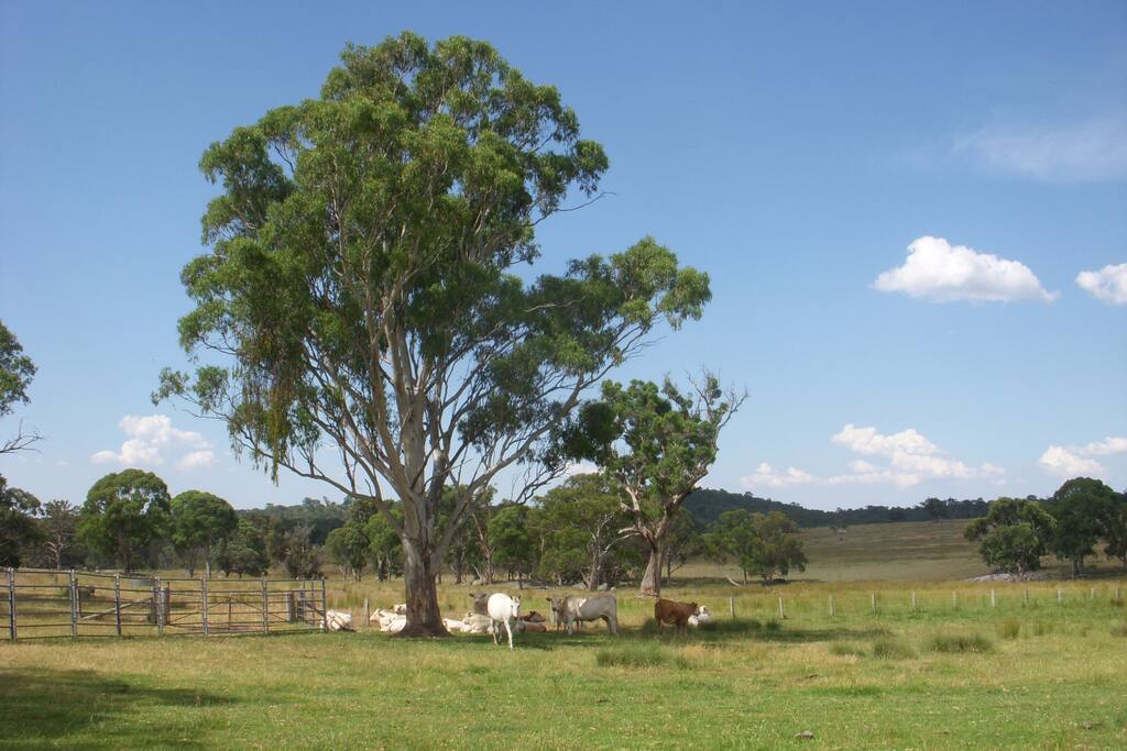 We raise charolais & hereford beef cattle, as well as rangeland goats for meat production