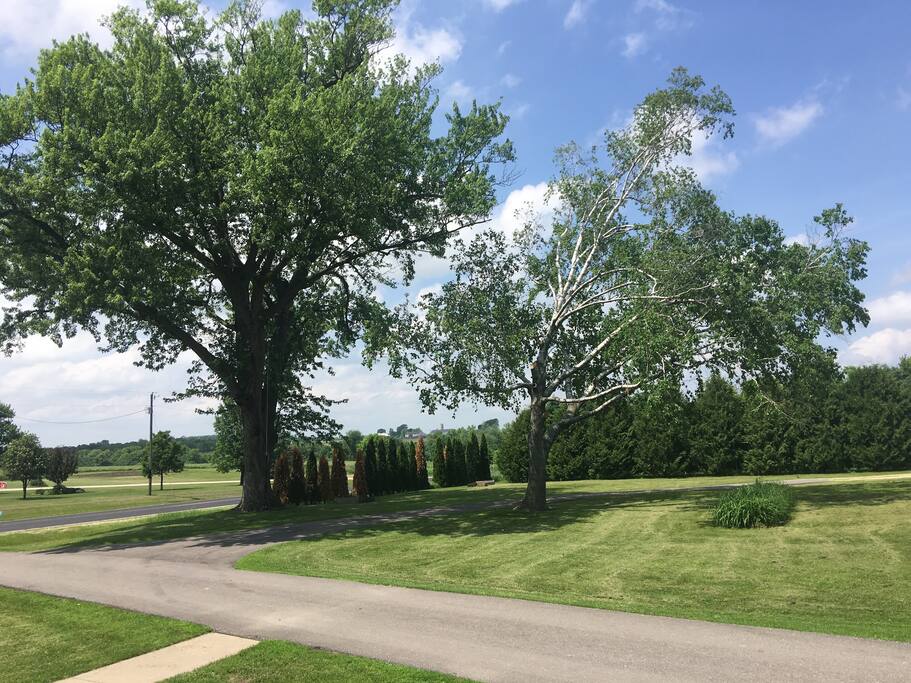 Side yard with two tree swings.