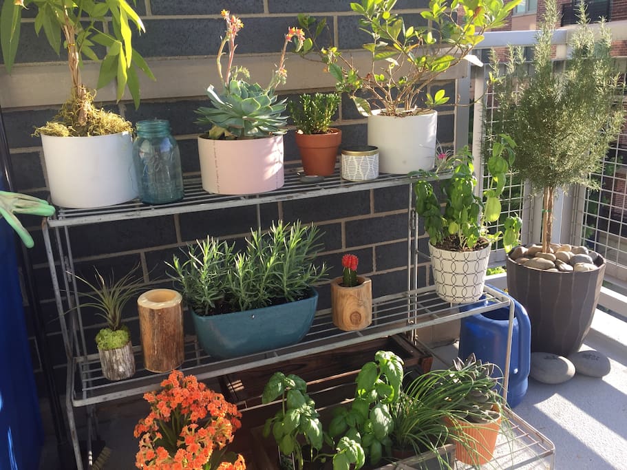 Herbs, Succulents, & Flowers