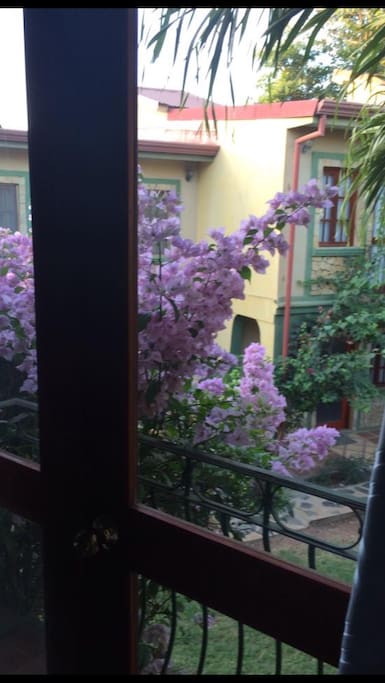 View from master bedroom French doors and beautiful flower bush