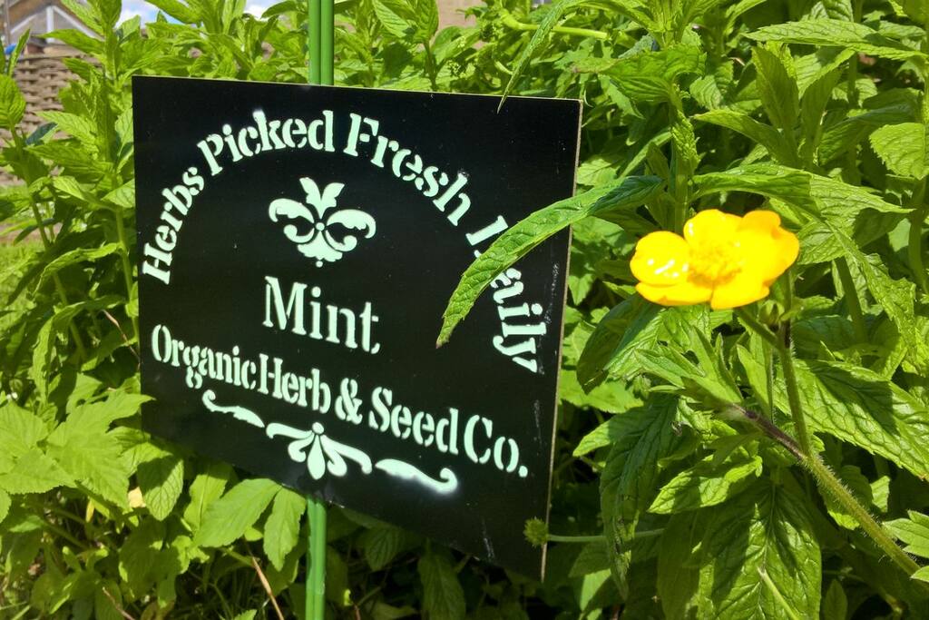 Mint Leaf Cottage - garden