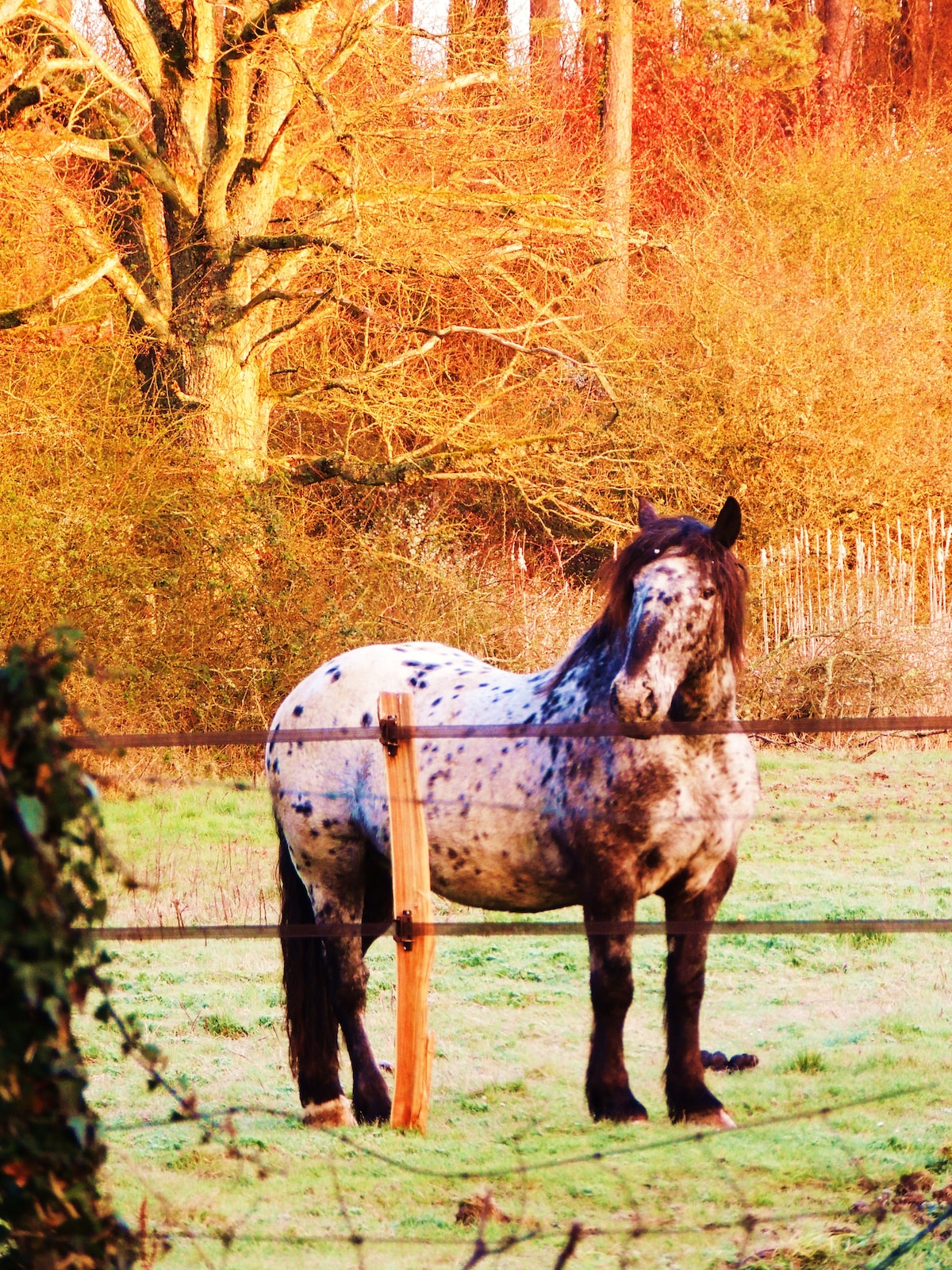 A horse stands in a grassy field bordered by a wooden fence, with trees and brush in the background. The animal features a distinctive coat pattern, with speckles shading its body. The setting is enhanced by warm evening light casting a soft glow.