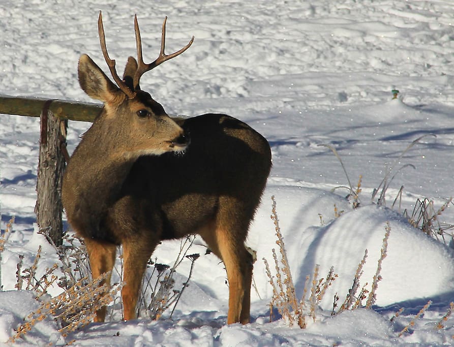 Mule Deer buck in winter snow at Durango Colorado vacation rental home cabin The Rock House