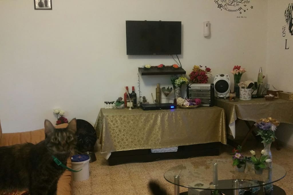 Living room, and my cat Brandy