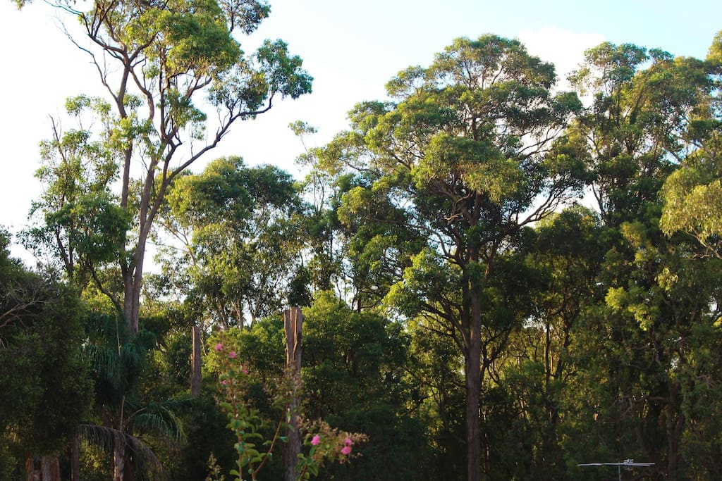 Reserve and Tuggerah Lake Bike track less than 1 minute from the house