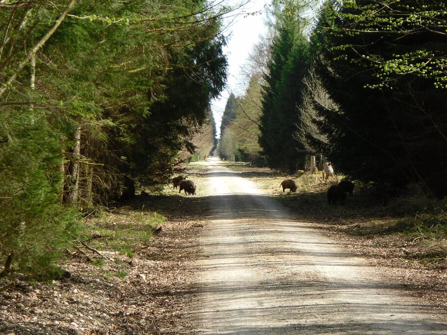 Forstenrieder Park - bekannt durch seine endlos, geraden Wege und vielen Wildschweine