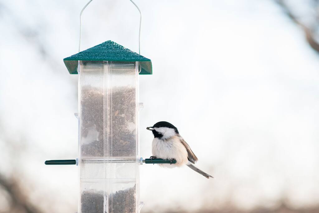 In the winter chickadees and bluejays are common sights. In the spring and summer you can often see Ruby-throated Hummingbirds, Nuthatches, Goldfinches, and Robins.