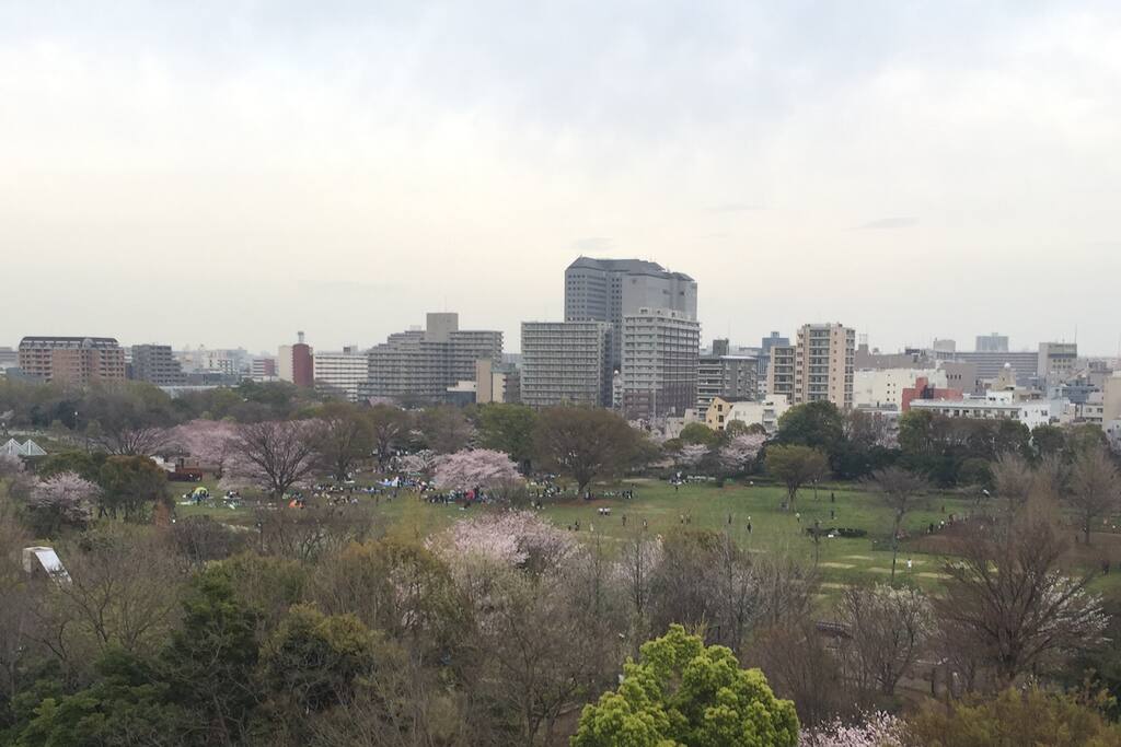 Balcony view of cherry blossoms 2016