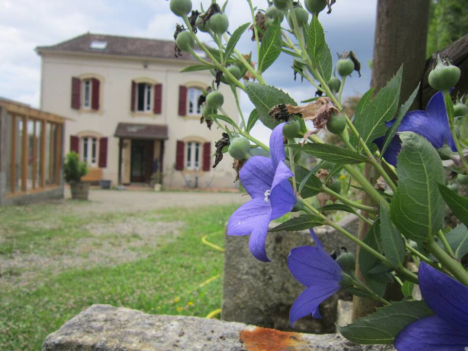 je ne vous avais pas parlé des fleurs