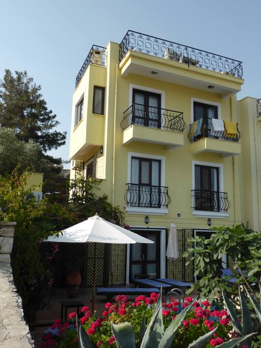 Zeytin Agaci