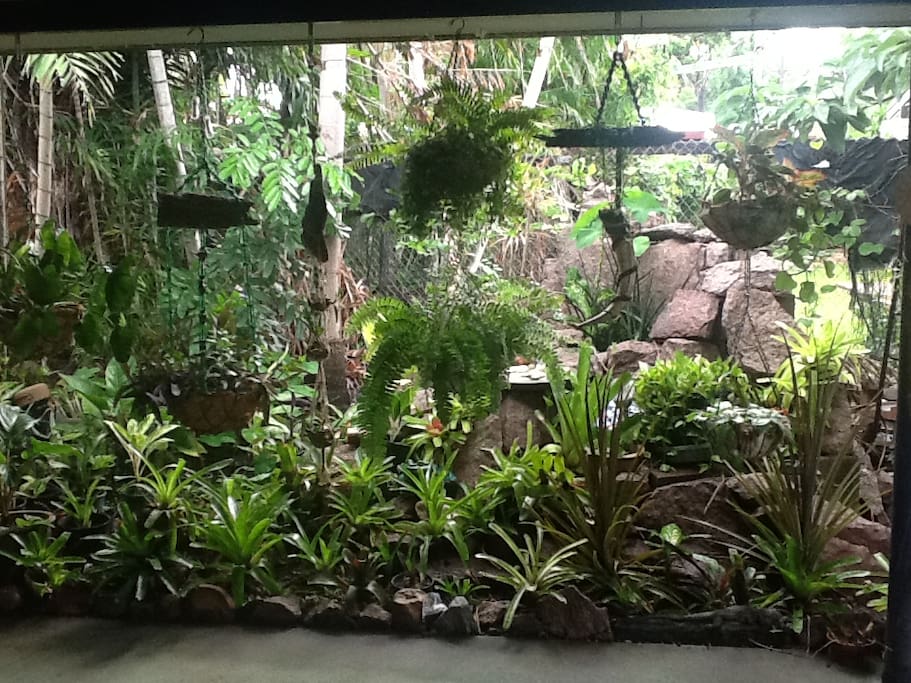 Garden has plenty of friendly frogs and lizards.