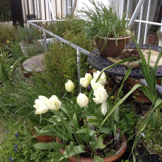 Front garden