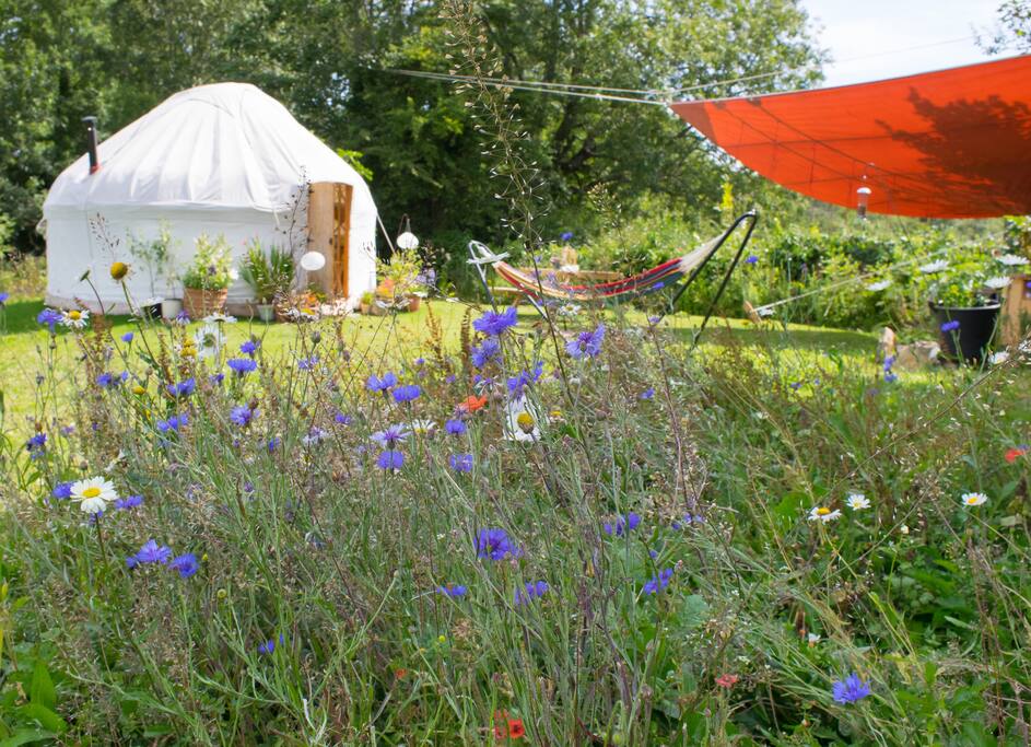 Yurt & outdoor area seen through Meadow