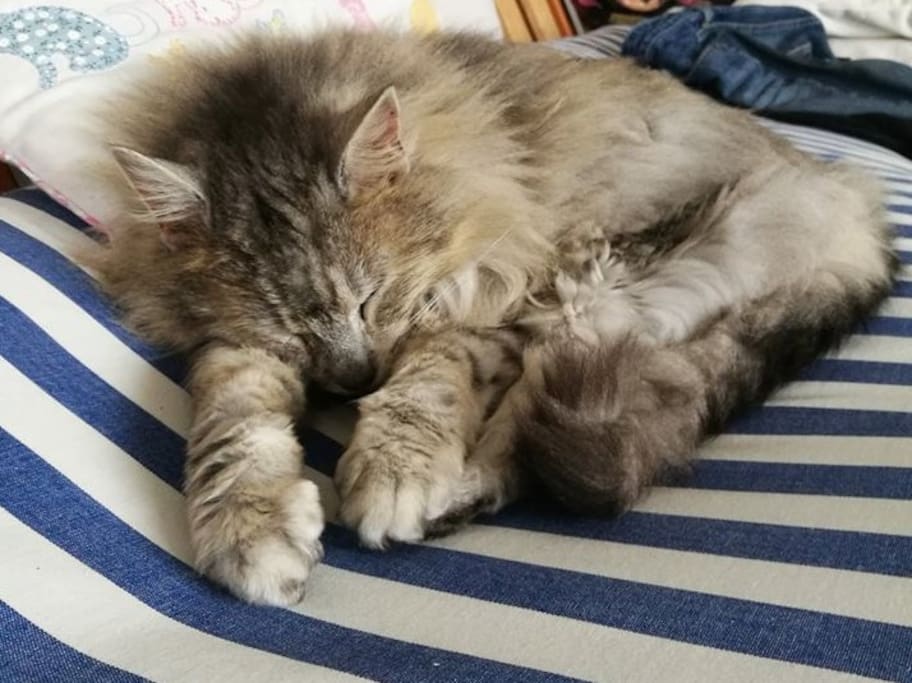 Nice place to chill out - Hi, I'm Smokey Joe.