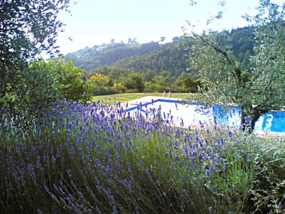 Lavanda