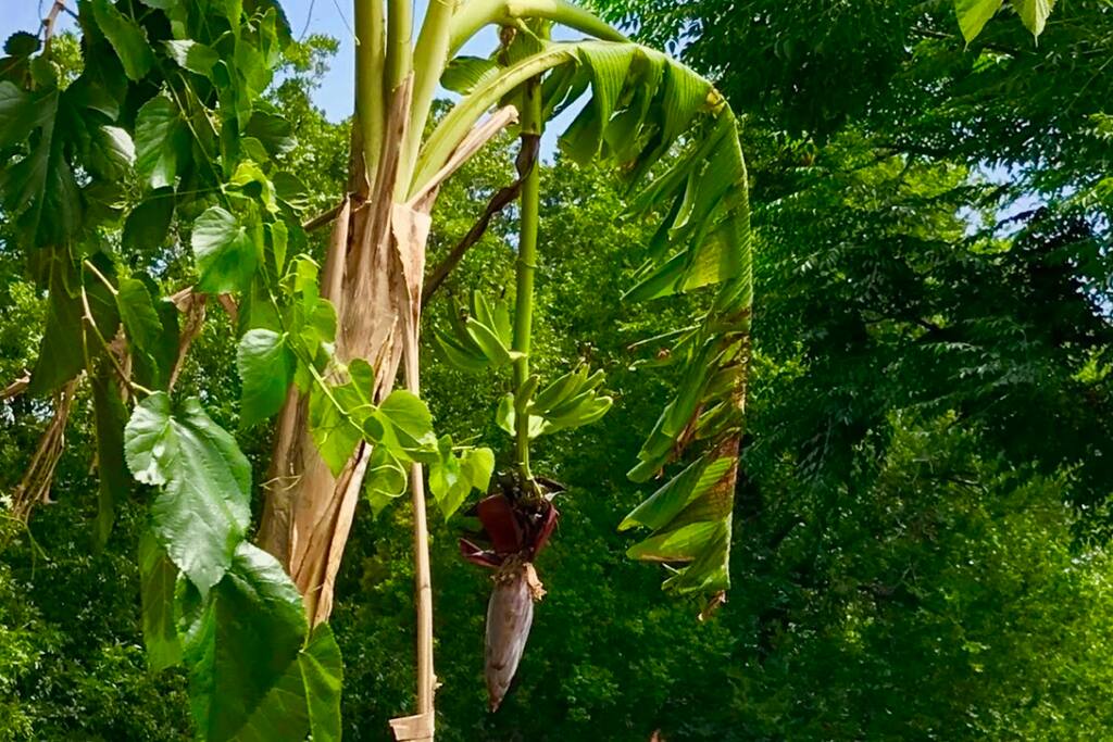 Banana tree next to the lake pond
