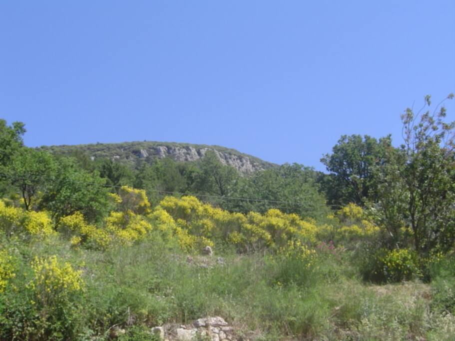 View of countryside from the back of the house