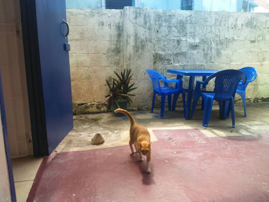 Outside eating area for breakfast, lunch or dinner or just to relax .