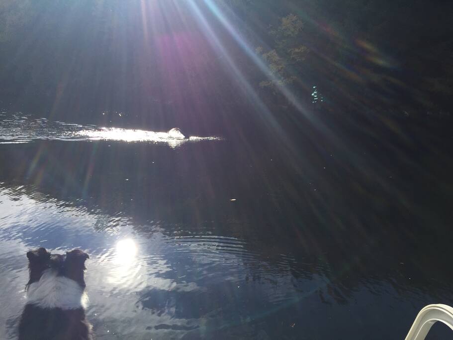 Rick swimming bye dock #1
