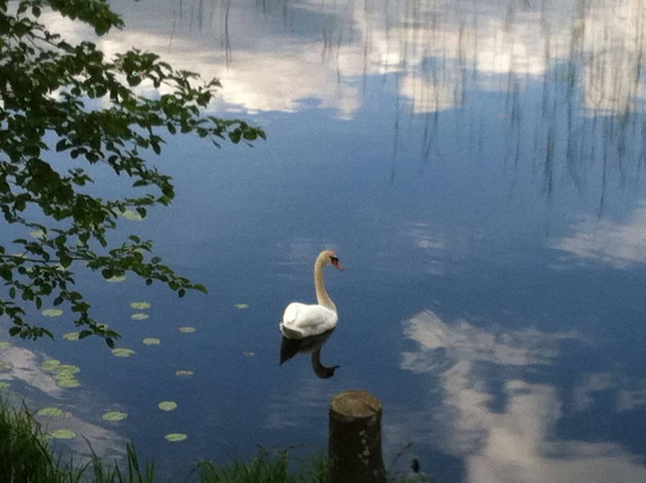 Wildlife in the nearby lake