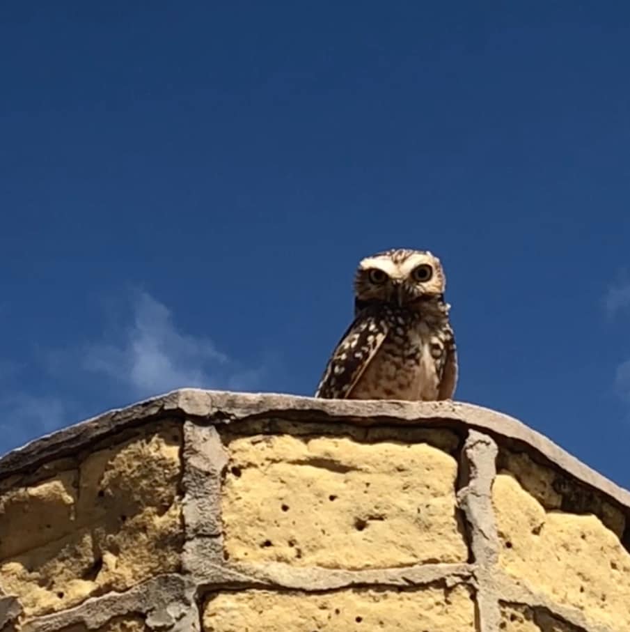 A perched owl is displayed atop a rustic stone structure, contrasting with the clear blue sky. Its distinct features include large, expressive eyes and patterned feathers, creating a captivating presence. The stone has a weathered yellow hue, adding to the natural setting of the surroundings.