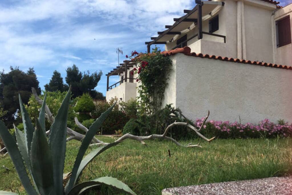 Back yard
