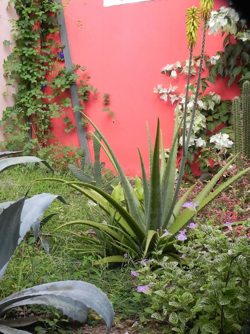 Jardin